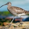 Koliha mala - Numenius phaeopus - Whimbrel o2402